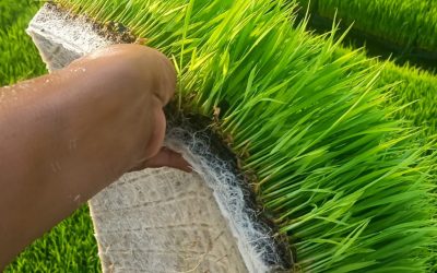 The Importance of Quality Control in Cocopeat Manufacturing