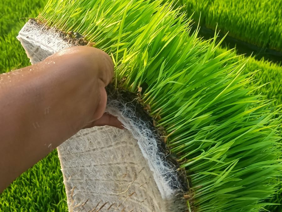 The Importance of Quality Control in Cocopeat Manufacturing