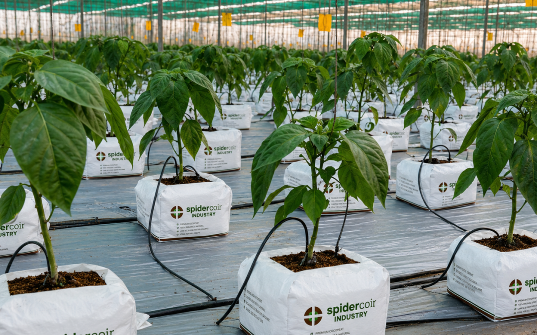 Why Cocopeat Is the Preferred Growing Medium for Modern Agriculture