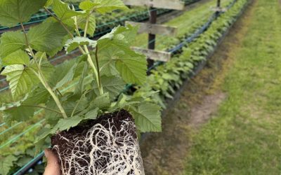 How High-Quality Cocopeat Improves Root Growth and Crop Yield