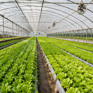 Greenhouse Cultivation
